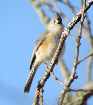 Tufted Titmouse