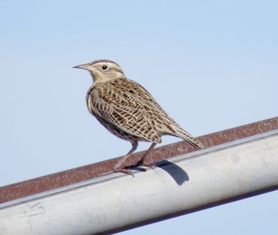Western Meadowlark