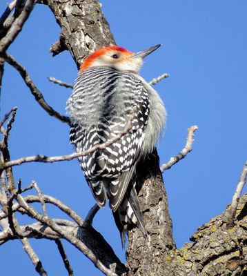 Red-Bellied Woodpecker