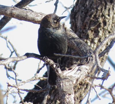 Rusty Blackbird