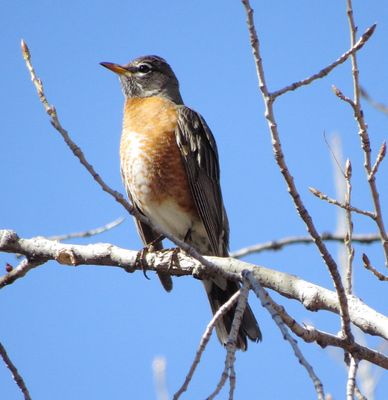American Robin