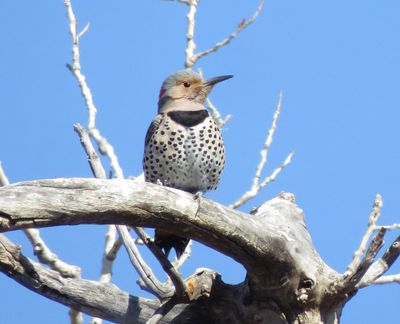 Northern Flicker