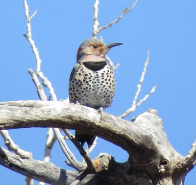 Northern Flicker