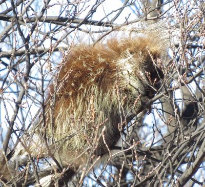 North American Porcupine