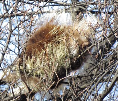 North American Porcupine