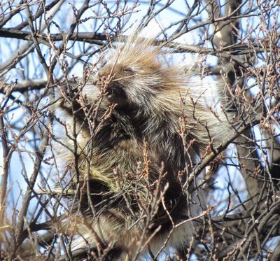 North American Porcupine