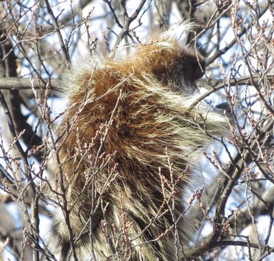 North American Porcupine