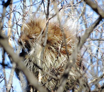 North American Porcupine