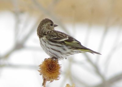 Pine Siskin