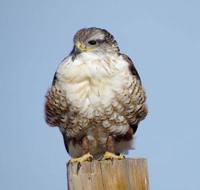 Ferruginous Hawk