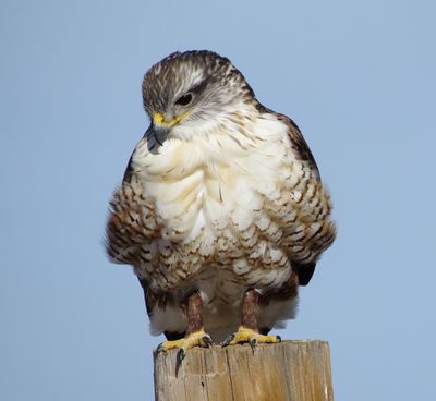 Ferruginous Hawk