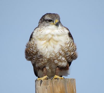 Ferruginous Hawk