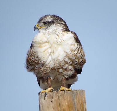 Ferruginous Hawk