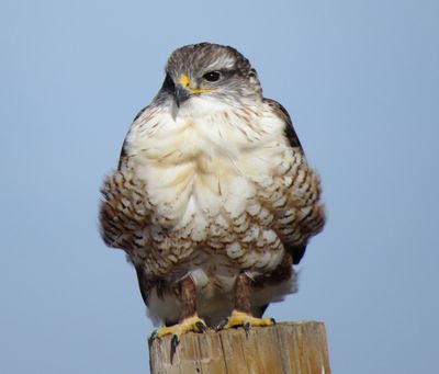 Ferruginous Hawk