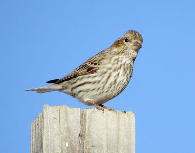 Cassin's Finch