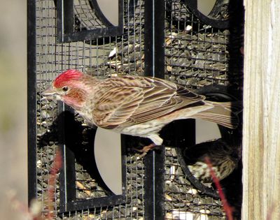 Cassin's Finch