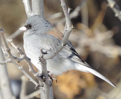 Dark-Eyed Junco