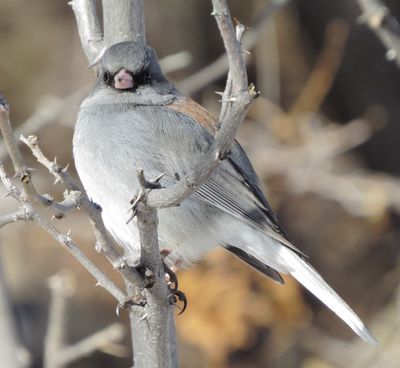 Dark-Eyed Junco