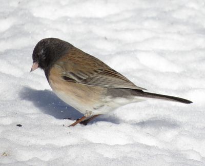 Dark-Eyed Junco