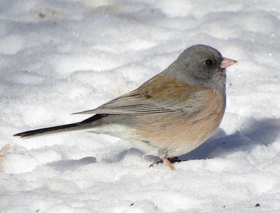 Dark-Eyed Junco