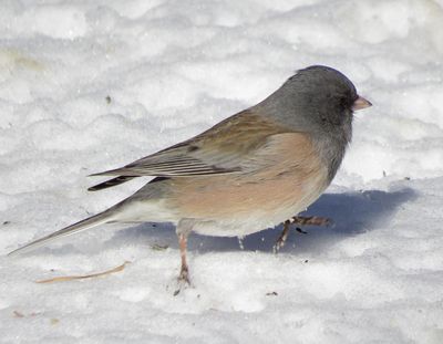 Dark-Eyed Junco