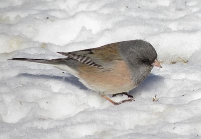 Dark-Eyed Junco