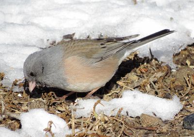 Dark-Eyed Junco