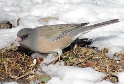 Dark-Eyed Junco