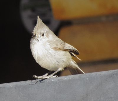 Juniper Titmouse