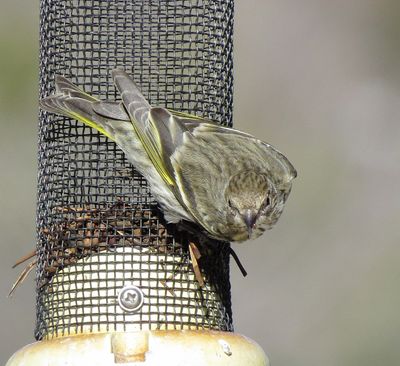 Pine Siskin