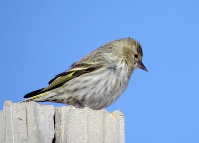 Pine Siskin