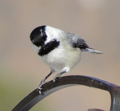 Black-Capped X Mountain Chickadee