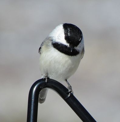 Black-Capped X Mountain Chickadee