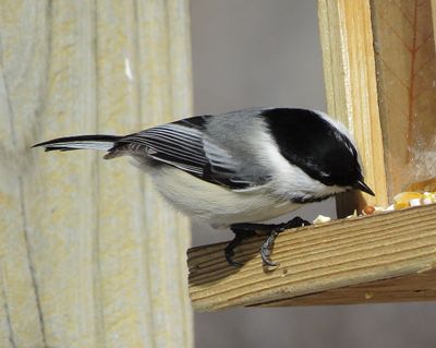 Black-Capped X Mountain Chickadee