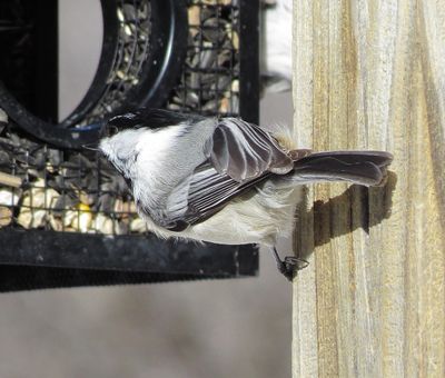 Black-Capped X Mountain Chickadee