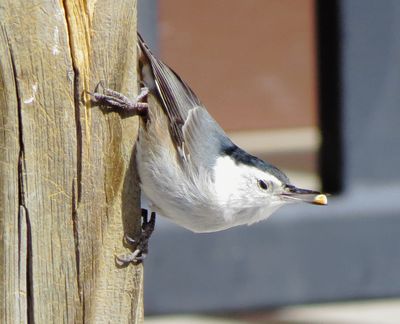 White-Breasted Nuthatch