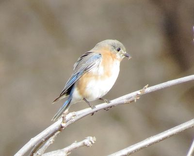 Eastern Bluebird