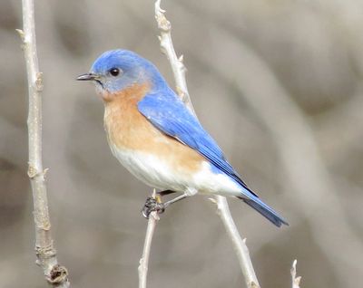 Eastern Bluebird