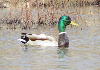 Mallard