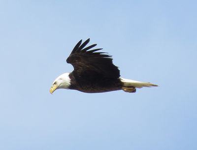 Bald Eagle