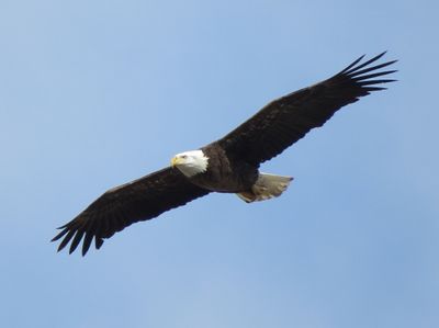 Bald Eagle