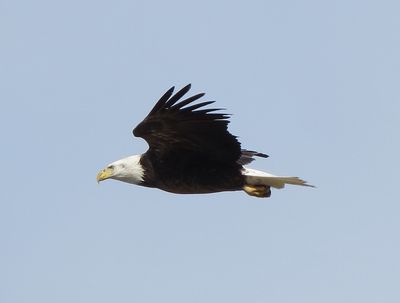 Bald Eagle