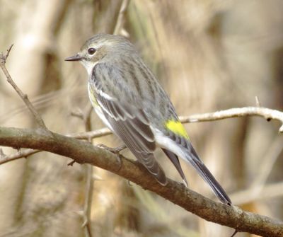 Myrtle Warbler