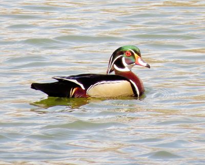 Wood Duck