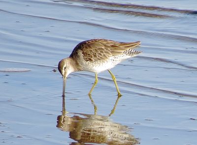 long-Billed Dowitcher