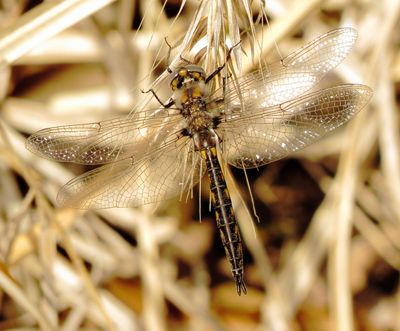 Baskettail Species