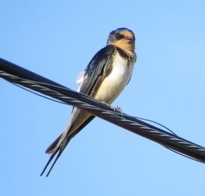 Barn Swallow