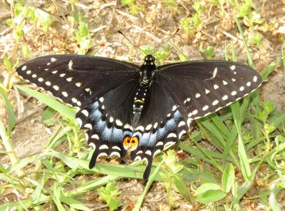 Black Swallowtail