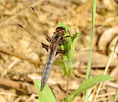 Blue Corporal