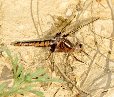 Blue Corporal